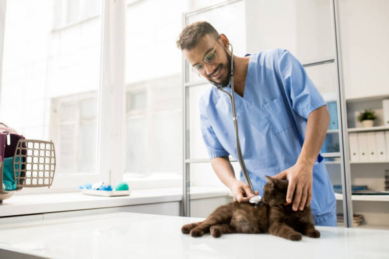 Consulta Veterinária Cachorro São João - Consulta Veterinária para Gato