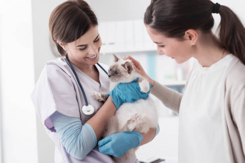 Consulta Veterinária de Gatos Marcar Mairiporã - Consulta Veterinária para Cachorros