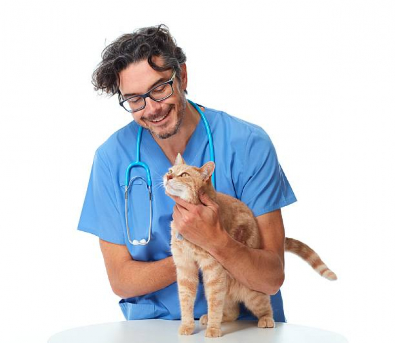 Consulta Veterinária de Gatos Barra Funda - Consulta Veterinária para Gatos