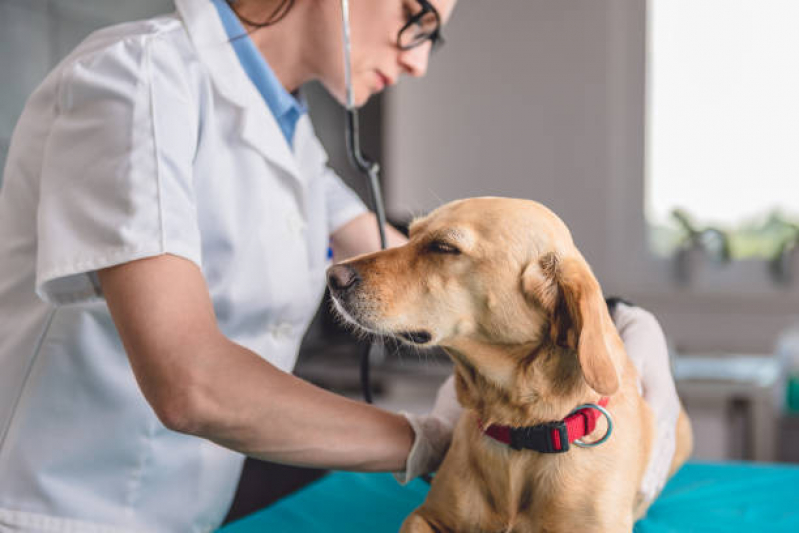 Consulta Veterinária para Animais de Estimação Centro - Consulta Veterinária para Cachorro