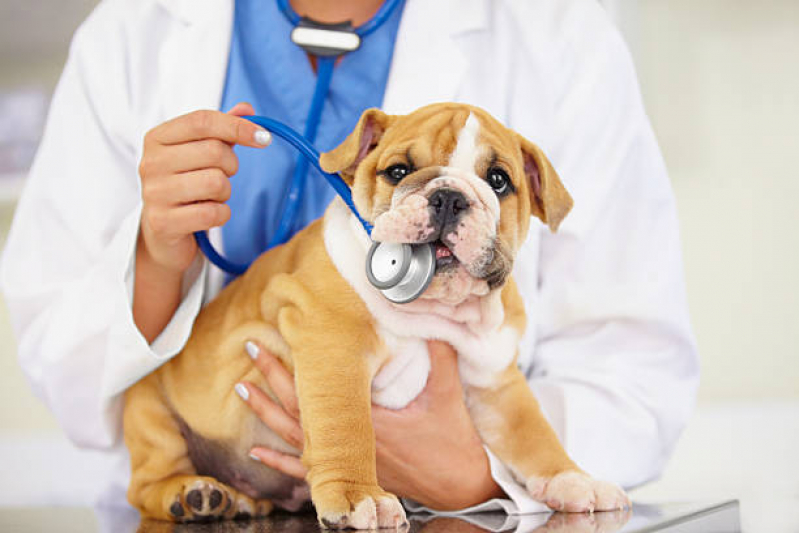 Consulta Veterinária para Animais Marcar Caieiras - Consulta Veterinária para Cães