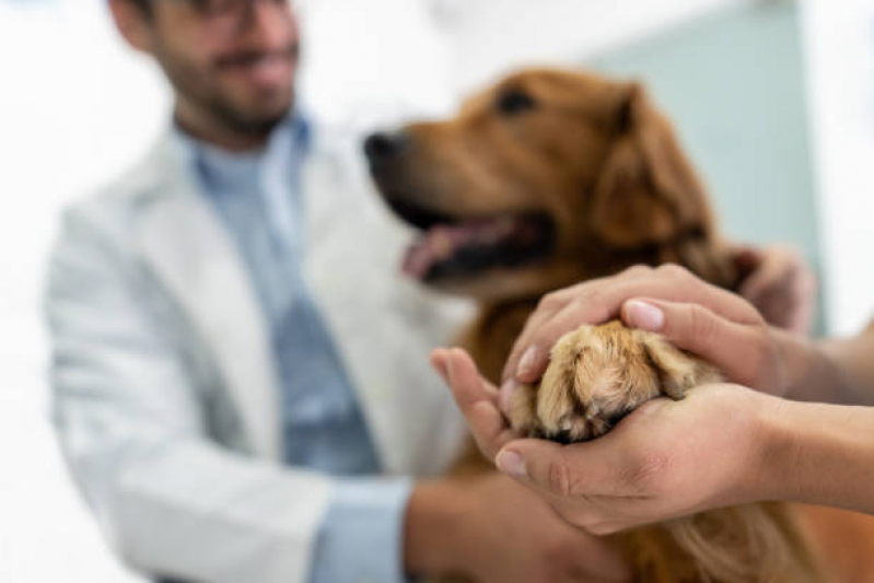 Consulta Veterinária para Cães Marcar Morros - Consulta Veterinária para Animais Guarulhos