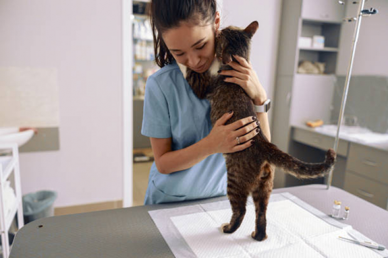 Consulta Veterinária para Gato Taboão - Consulta Veterinária para Animais de Estimação