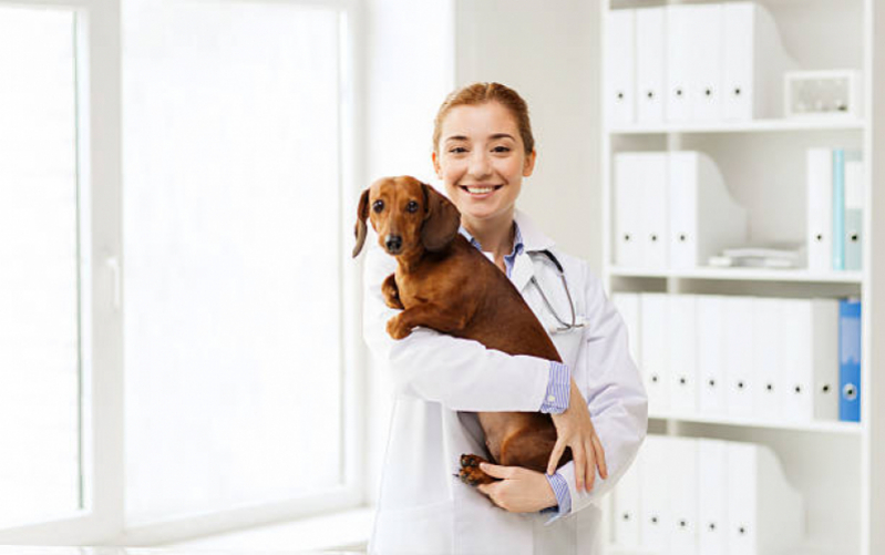 Consultório Veterinário Cães e Gatos Telefone Itaquera - Consultório Veterinário Pet
