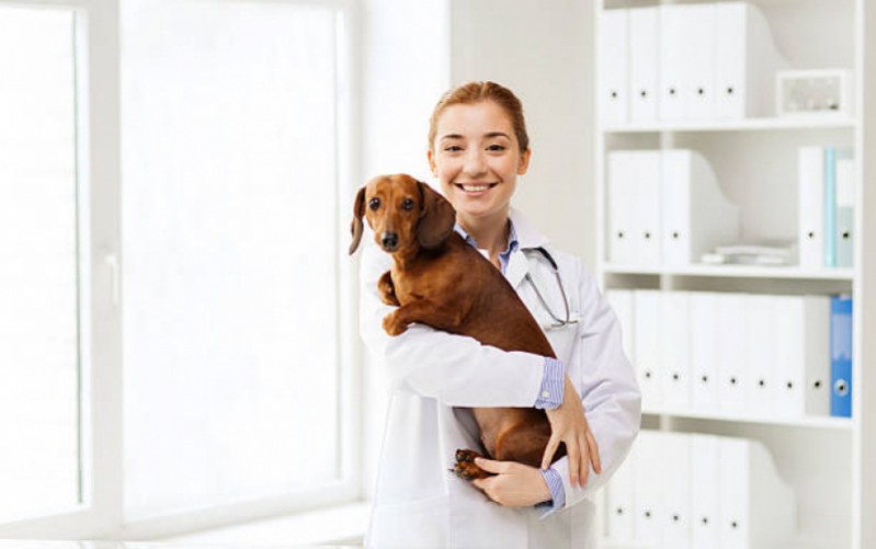 Consultório Veterinário Cães e Gatos Telefone Cumbica - Consultório Veterinário Especializado em Gatos