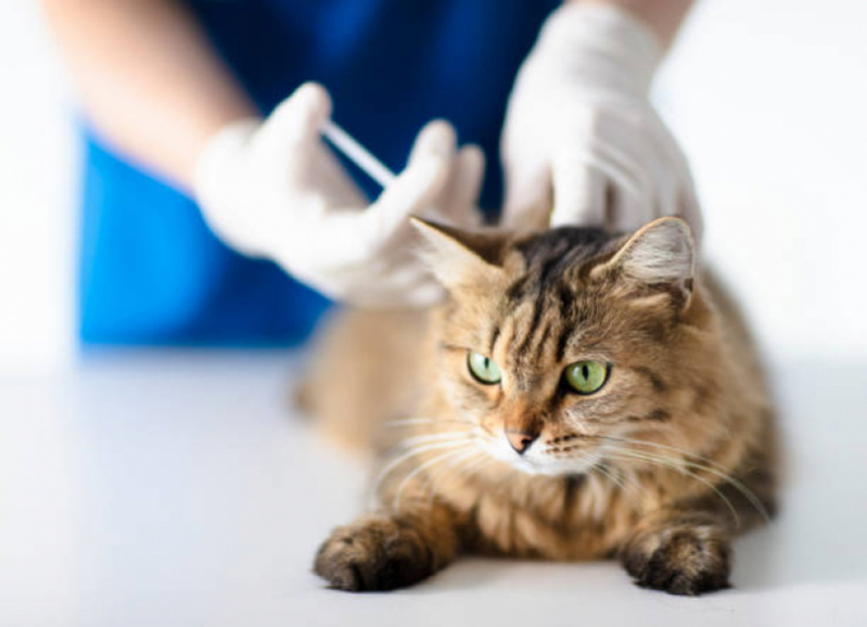 Consultório Veterinário Cães e Gatos Osasco - Consultório Veterinário Mais Próximo de Mim