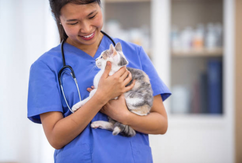 Consultório Veterinário Especializado em Gatos Contato Parque Cecats - Consultório Veterinário Perto de Mim