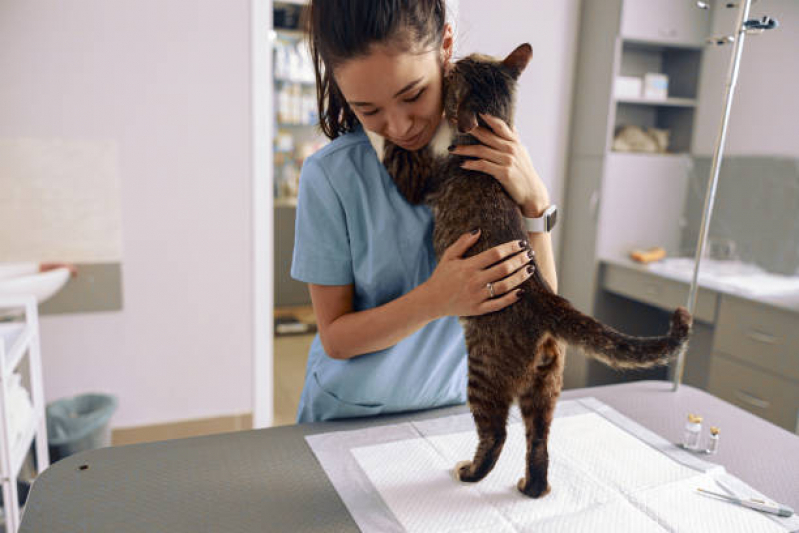 Consultório Veterinário Especializado em Gatos Telefone Paraventi - Consultório Veterinário Especializado em Gatos