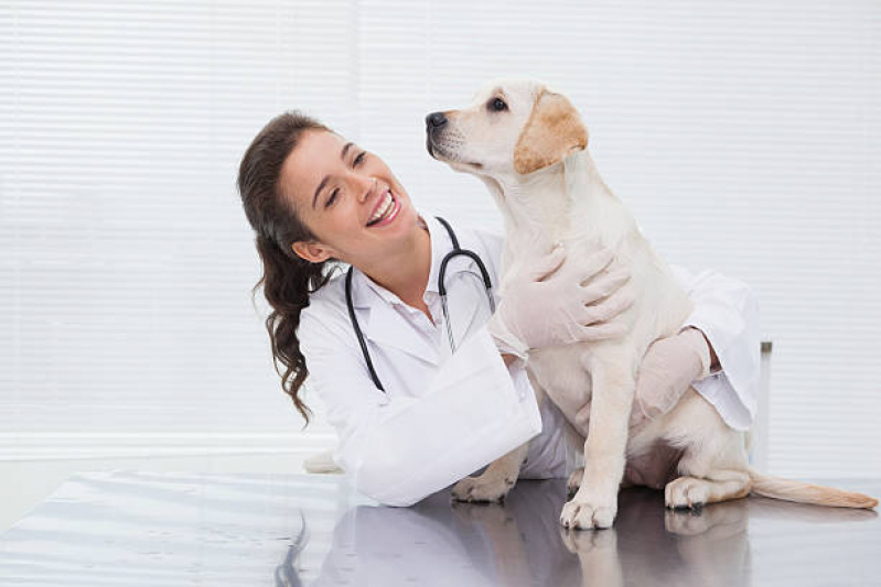 Consultório Veterinário para Cães São Caetano do Sul - Consultório Veterinário para Cães