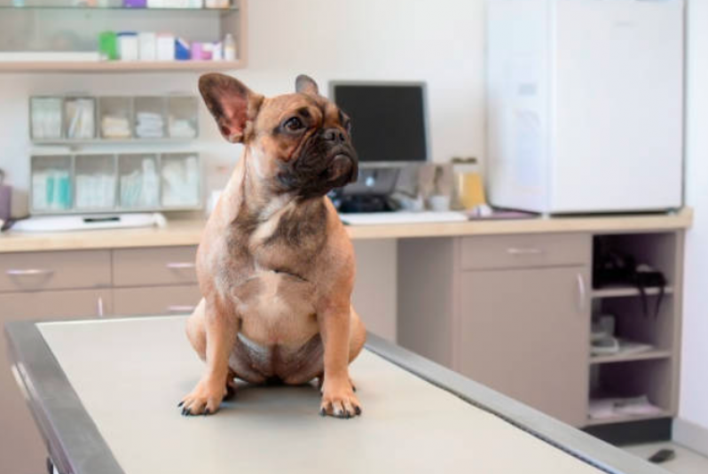 Consultório Veterinário Perto Contato Bela Vista - Consultório Veterinário para Cães e Gatos