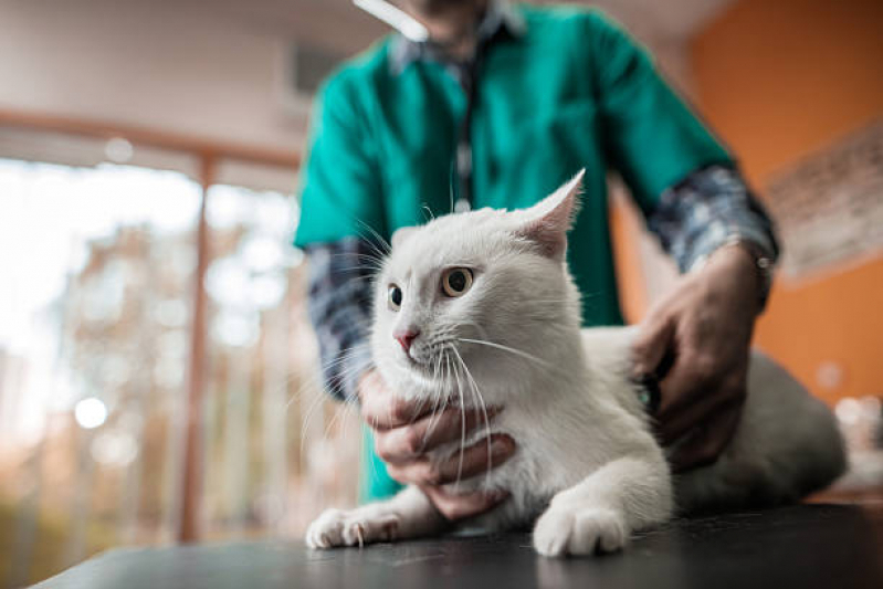 Consultório Veterinário Próximo de Mim Telefone Bosque Maia - Consultório Veterinário Cães e Gatos