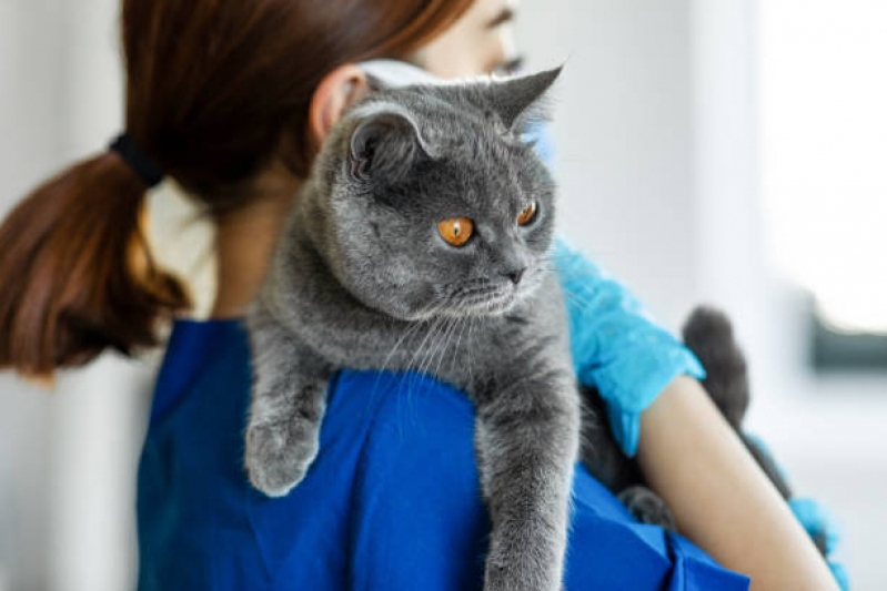 Contato de Consultório Veterinário Especializado em Gatos Maia - Consultório Veterinário para Gatos