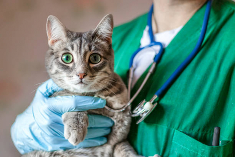 Contato de Hospital para Cães e Gatos Capelinha - Hospital de Animais 24 Horas