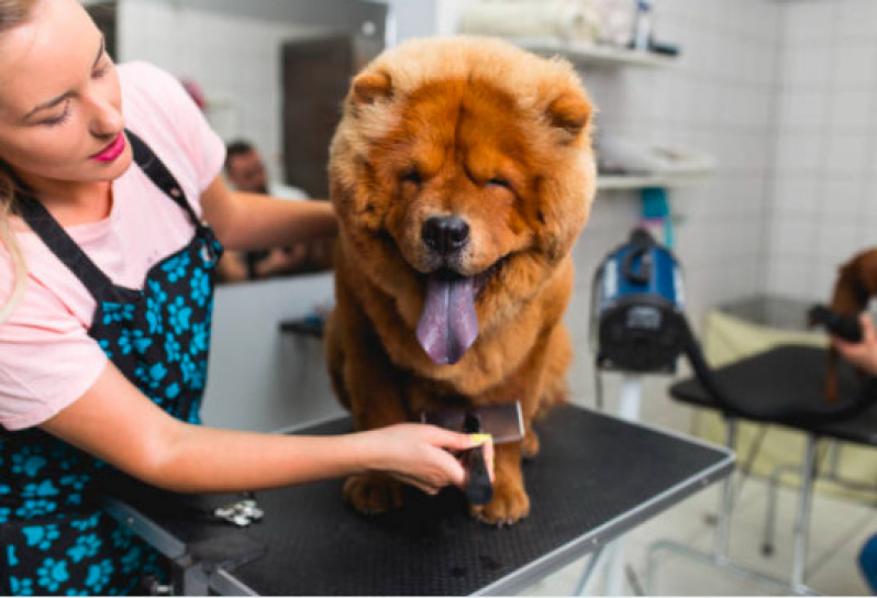 Contato de Pet Shop Perto de Mim Banho e Tosa Vila União - Pet Shop Perto