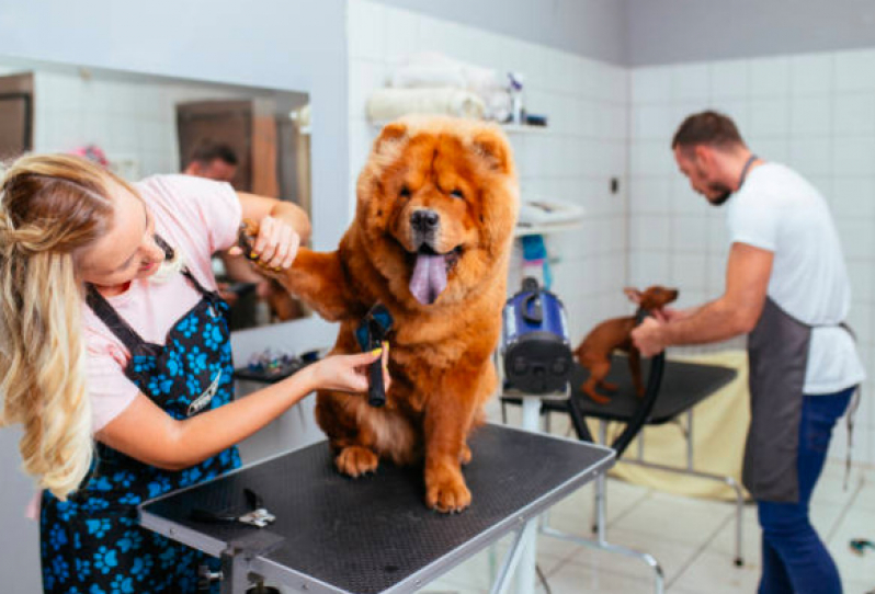 Contato de Pet Shop Perto de Mim Jardim São João - Banho e Tosa Pet Shop