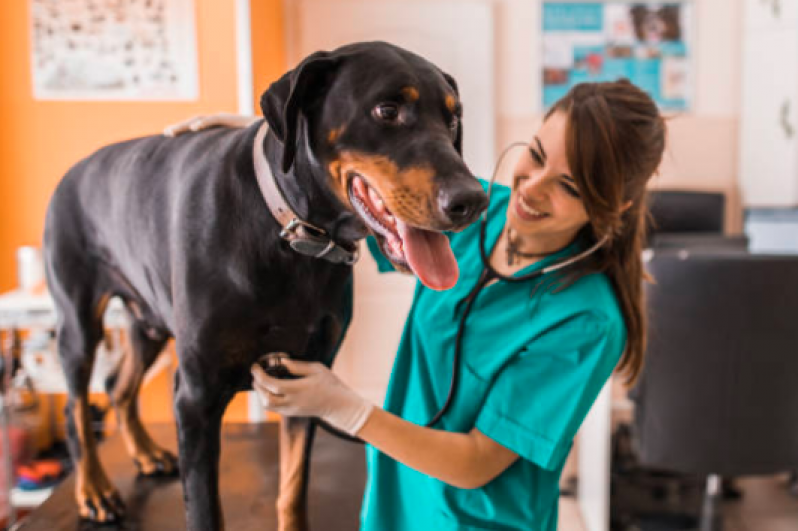 Contato de Veterinário Neurologista Vila Fátima - Neurologista Pet