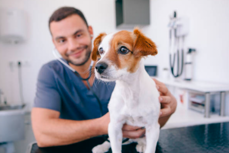 Dermatologista de Cachorro Contato Mauá - Dermatologista para Pet