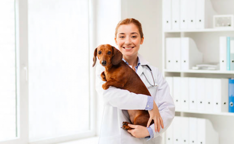 Dermatologista para Cães Contato Jardim Tranquilidade - Dermatologista de Cachorro