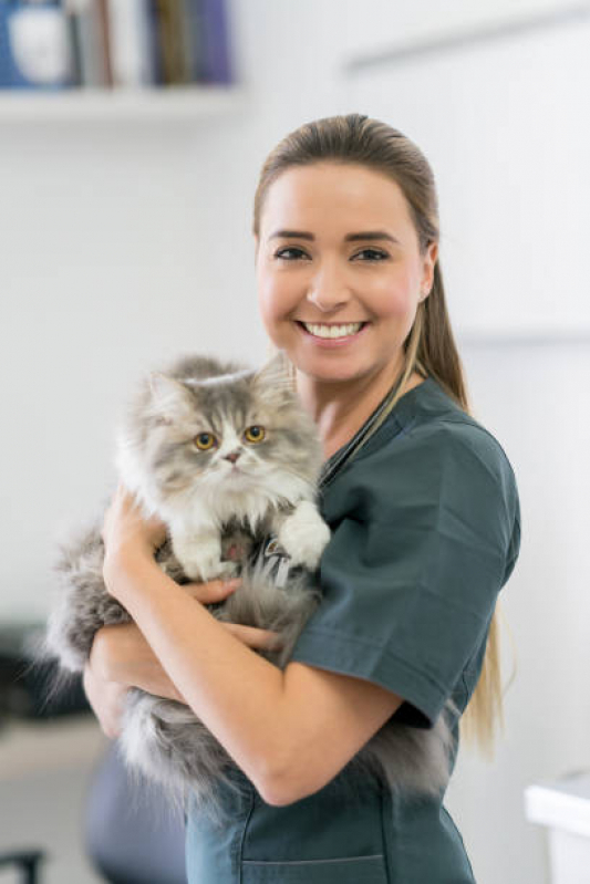 Endereço de Consultório Veterinário Cães e Gatos Tremembé - Consultório Veterinário Especializado em Gatos