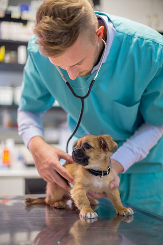 Endereço de Consultório Veterinário para Cães São Roque - Consultório Veterinário para Gatos