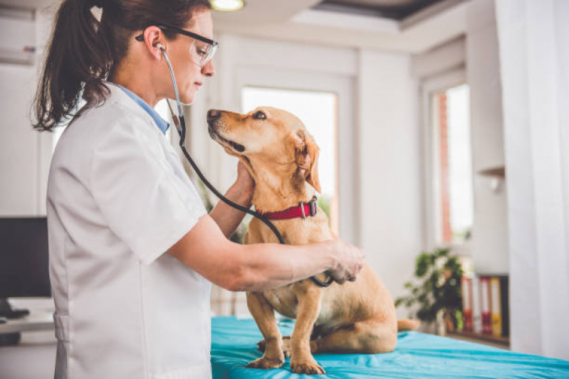 Endereço de Consultório Veterinário para Gatos Vila União - Consultório Veterinário Pet