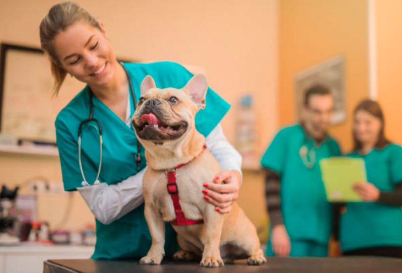 Endereço de Consultório Veterinário Perto Vila Alzira - Consultório Veterinário