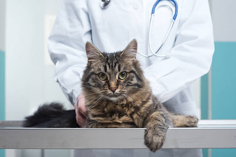 Endereço de Hospital para Cães e Gatos Parque Renato Maia - Hospital Veterinário