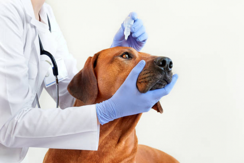 Endereço de Oftalmologista para Cães Recreio São Jorge - Oftalmologista de Animais
