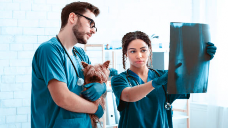 Endereço de Veterinário Neurologista Brasilândia - Neurologista para Cachorros