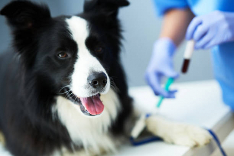 Exame de Sangue para Pet Marcar Parque Santos Dumont - Exame para Animais Guarulhos