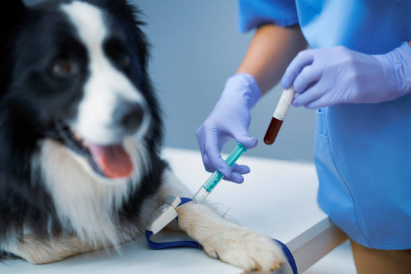 Exame de Sangue para Pet Bela Vista - Exame para Animais