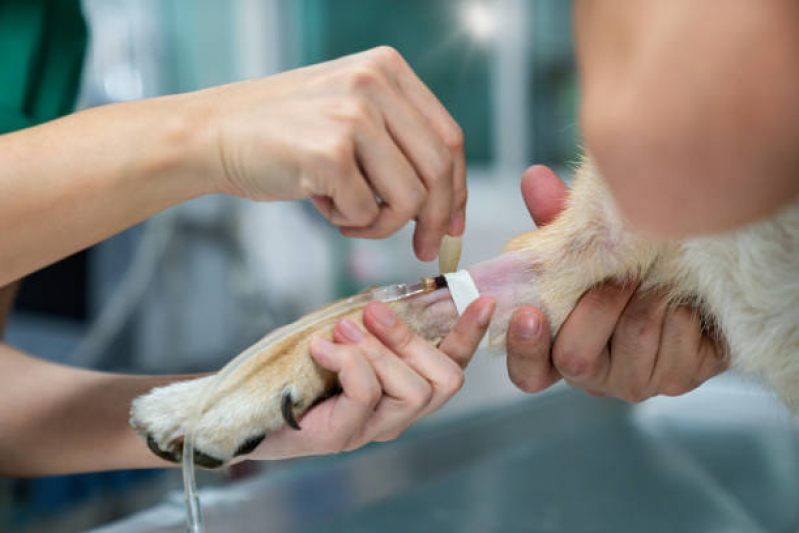 Exame de Sangue Veterinário Vila Maria - Exame para Animais