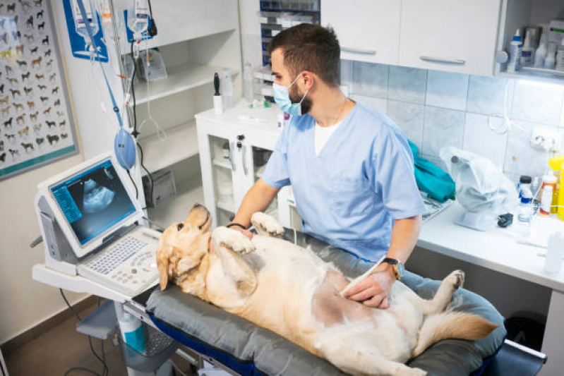 Exame de Ultrassonografia para Cachorro Marcar Cabuçu - Exame de Ultrassom para Animais