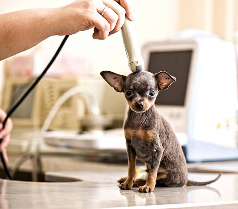 Exame de Ultrassonografia para Cães Marcar Aeroporto - Exame Raio X para Animais