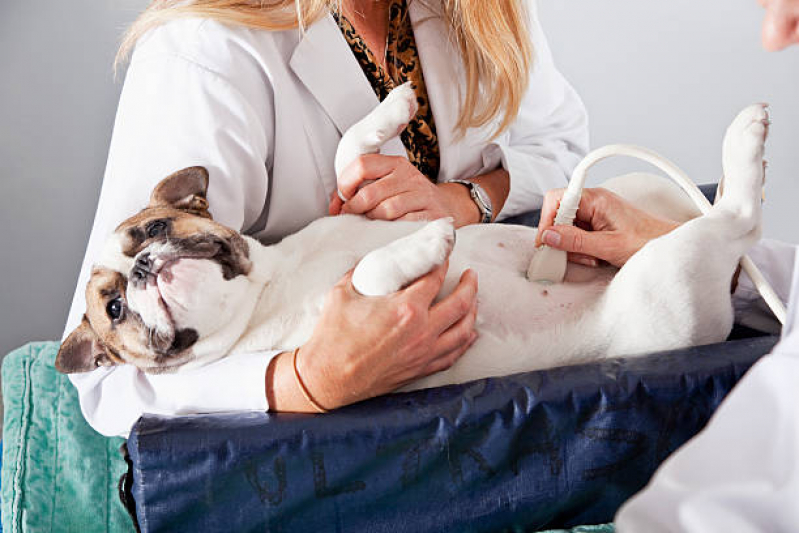 Exame para Animais São Domingos - Exame de Ultrassonografia para Cachorro