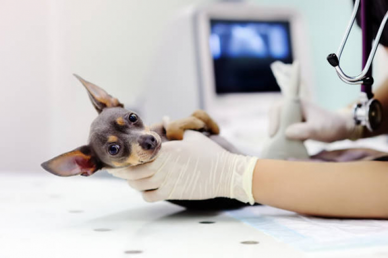 Exames Raio X Digital para Animais Tatuapé - Exame de Sangue Veterinário