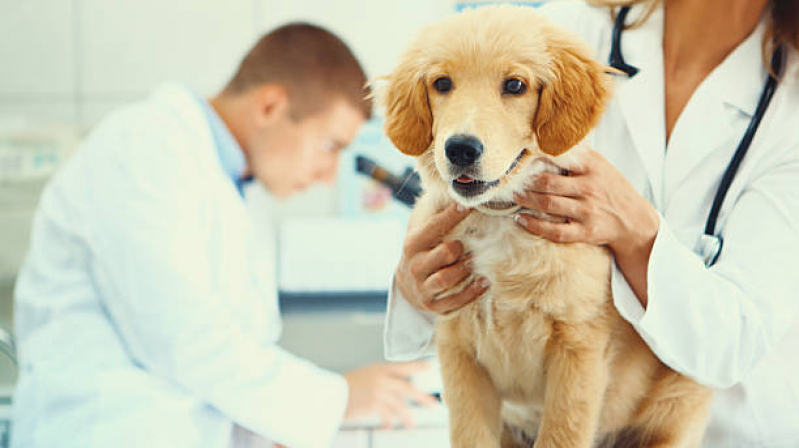 Hospital para Cachorro Endereço Recreio São Jorge - Hospital para Cães e Gatos