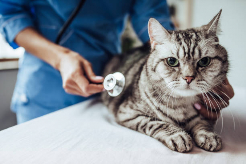 Hospital para Cães e Gatos Perto de Mim Endereço Mauá - Hospital Veterinário Pet