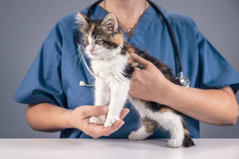 Hospital para Cães e Gatos Cabuçu de Cima - Hospital Veterinário Mais Perto de Mim