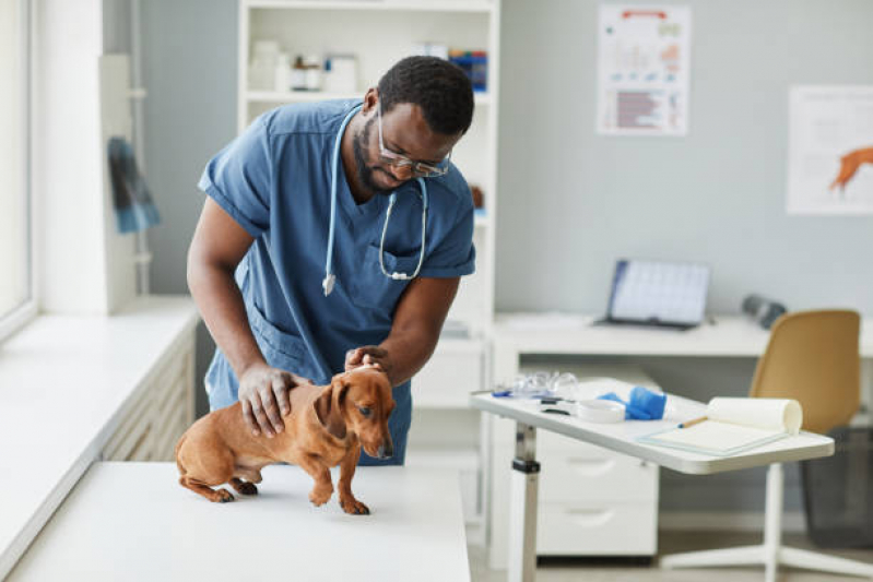 Internação Animal Torres Tibagy - Internação Veterinária Guarulhos