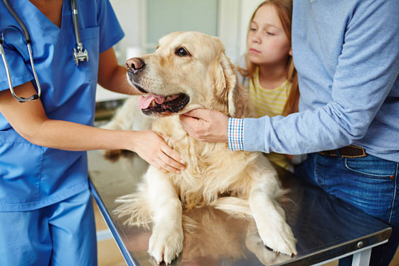 Internação Clinica Veterinaria Clínica Capelinha - Internação para Cachorro