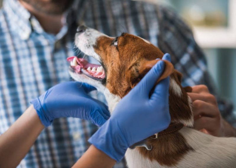 Internação Clinica Veterinaria Consultório Torres Tibagy - Internação de Cachorro Adulto