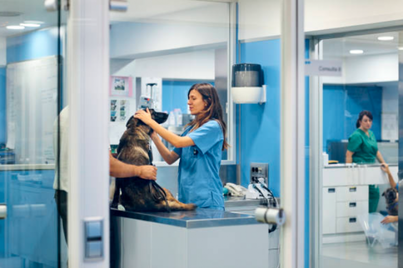 Internação de Cachorro Adulto Vila União - Internação Clinica Veterinaria