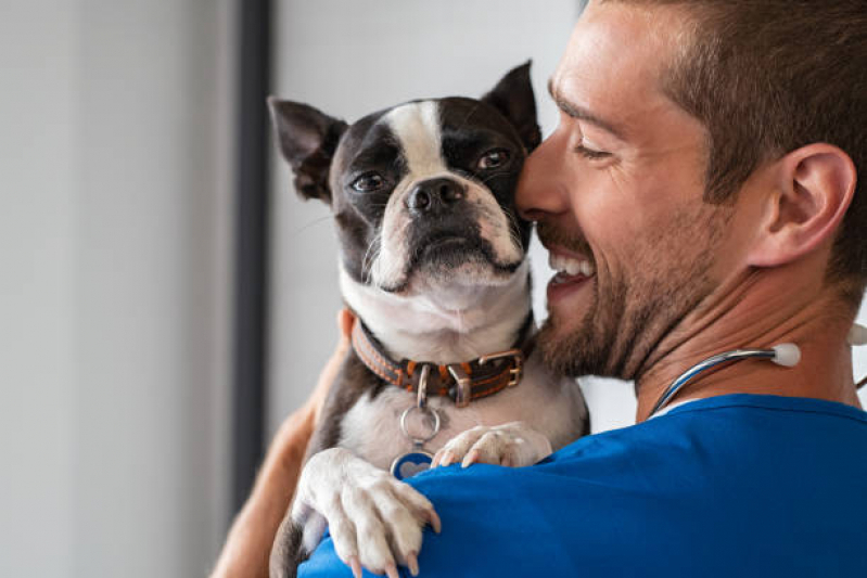 Internação de Cachorro Clínica Poá - Internação Clinica Veterinaria