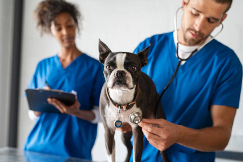 Internação de Cachorro Monte Carmelo - Internação Clinica Veterinaria