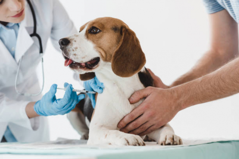 Internação de Cachorros Clínica Mauá - Internação para Cachorro Filhote