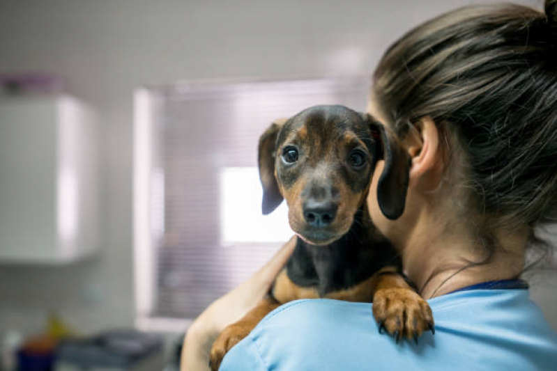 Internação de Cachorros Invernada - Internação Clinica Veterinaria