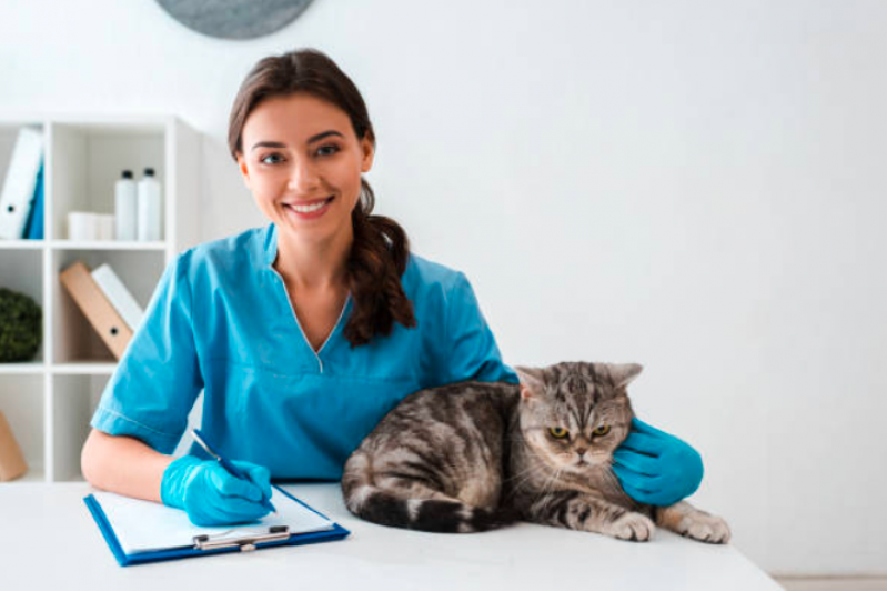 Internação de Cães e Gatos Consultório Santana - Internacao Pet