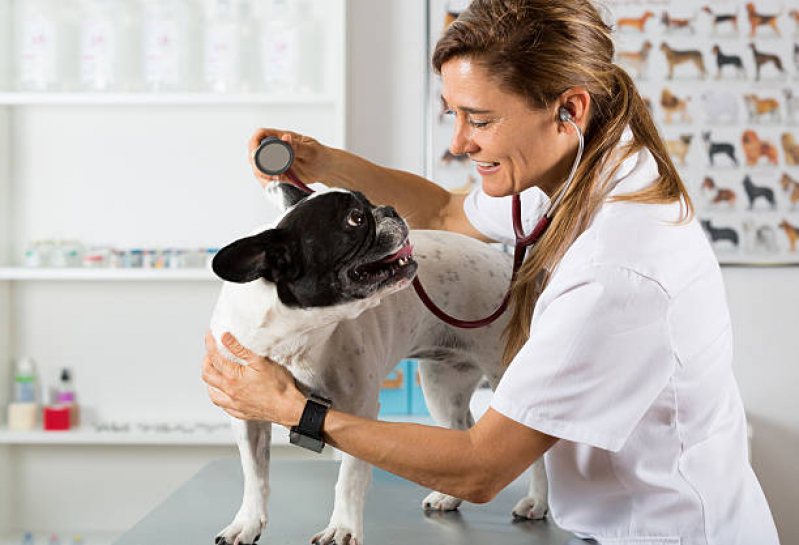 Internação de Emergência para Animais Contato Várzea do Palácio - Internação Veterinária