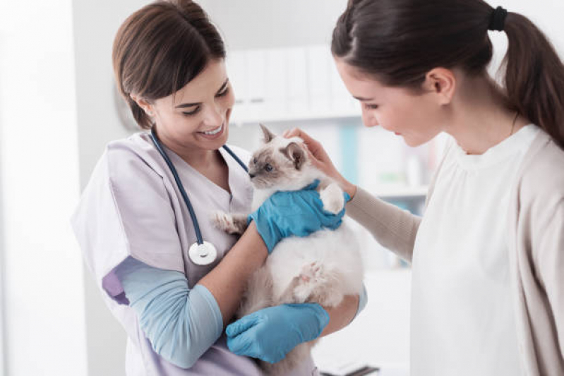 Internação Emergencial Cachorro Taboão - Internação para Cachorros